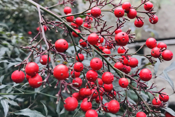 紅豆花在花瓶怎么養(yǎng)