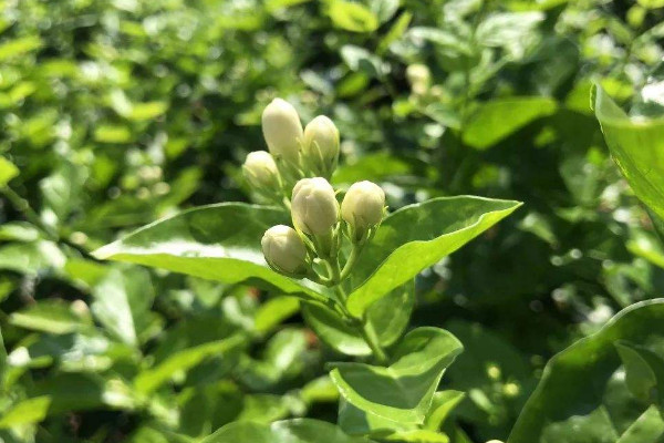 茉莉花花朵發黃