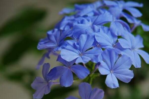 藍花丹怎么養