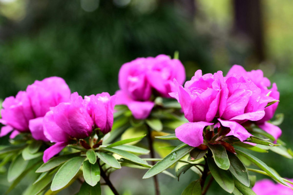 杜鵑花為什么不開花