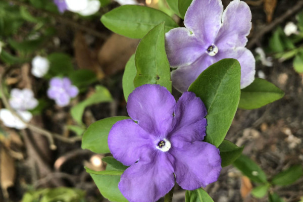 雙色茉莉葉子發黑