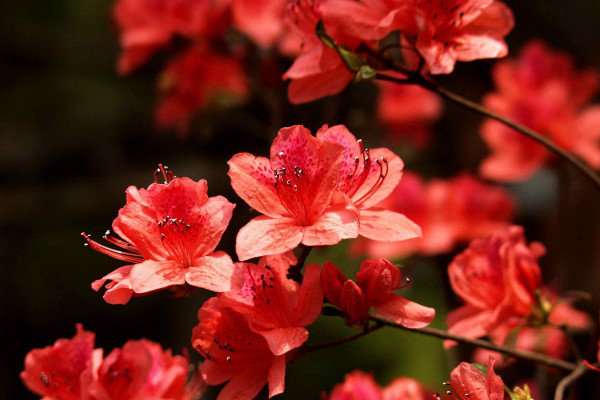 四季杜鵑花怎么澆水