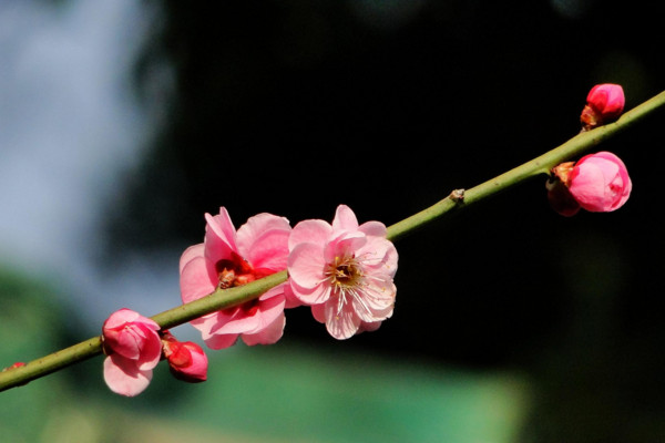 梅花怎么養