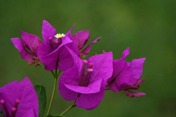 三角梅不開花怎么辦