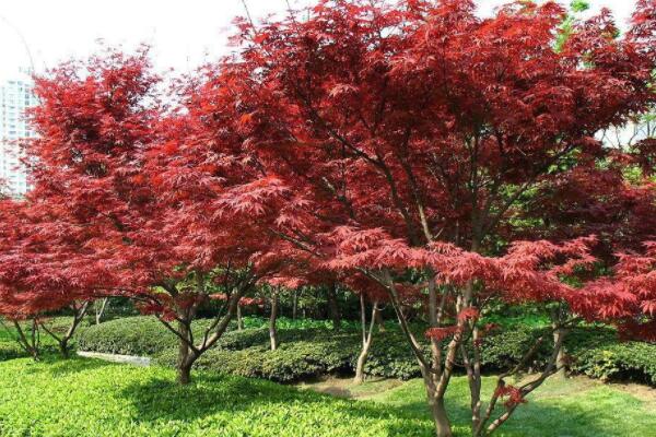 紅楓樹(shù)種植方法