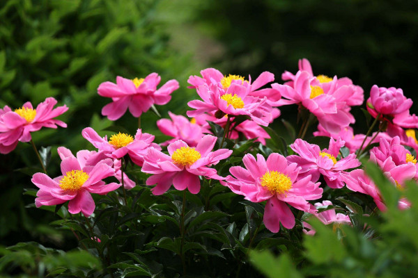 鮮切花芍藥花的養(yǎng)護(hù)