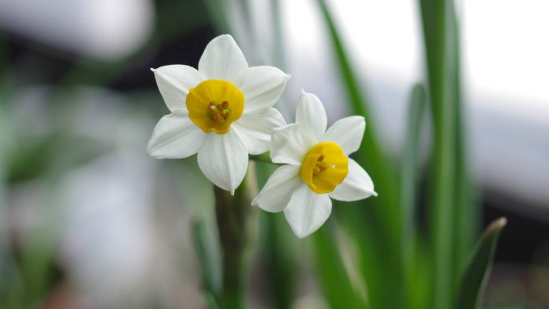 水仙花的花語