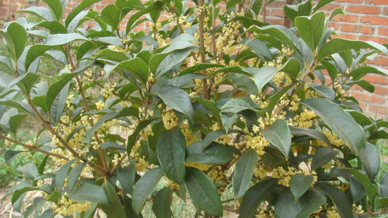 盆栽桂花樹種植技術