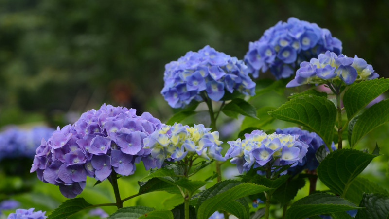 繡球花什么時候開花