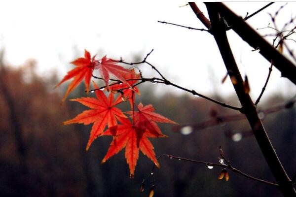 主干紅楓怎么發芽