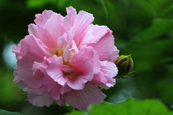 盆栽芙蓉花的修剪方法