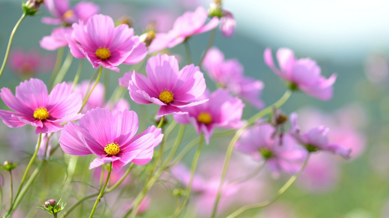 格桑花的花語和寓意