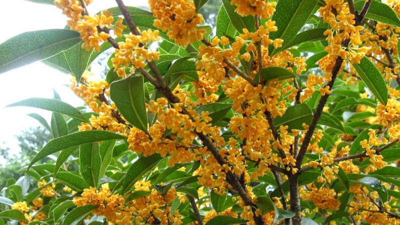 桂花樹怎么養才長得好