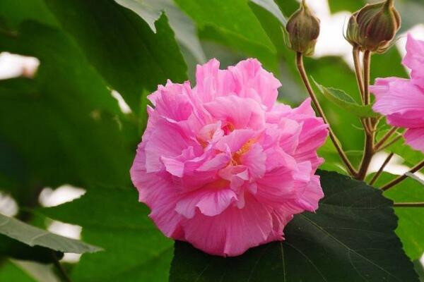 芙蓉花怎樣用水生根