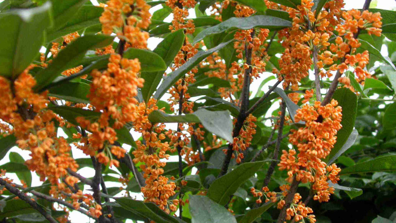 桂花盆景怎么養