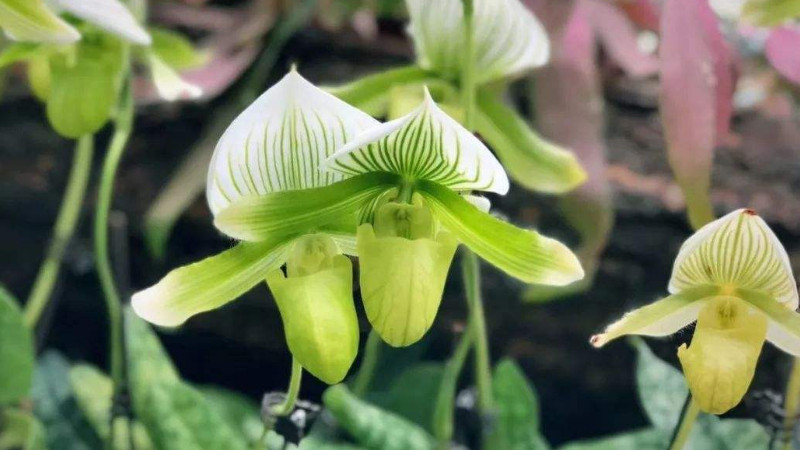 怎樣識別珍稀野生蘭花