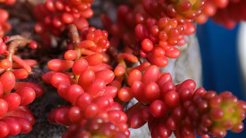 紅色漿果多肉怎么養