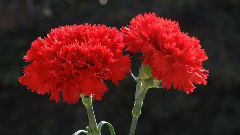 紅色康乃馨花語