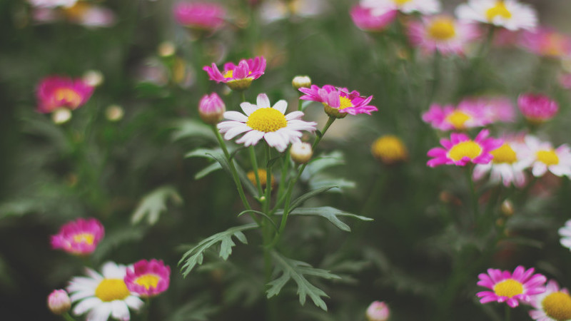 小菊花怎么養