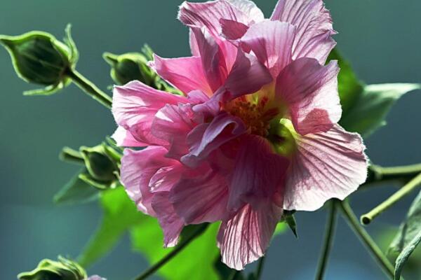 芙蓉花葉怎樣生根