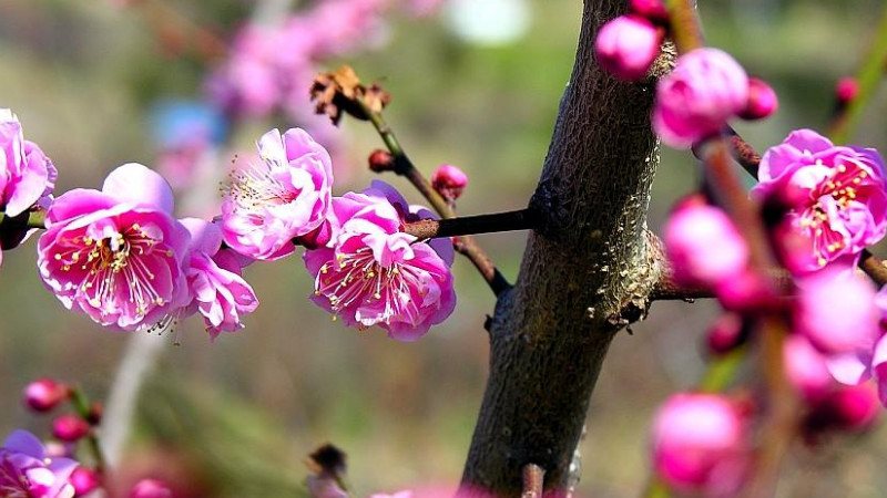 花中君子是哪四種花