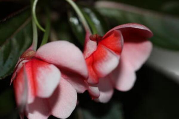 鳳仙花葉子卷邊干枯