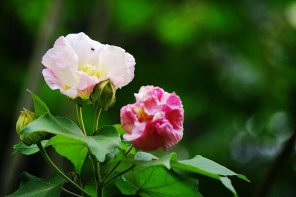 芙蓉花怎樣栽培和繁殖