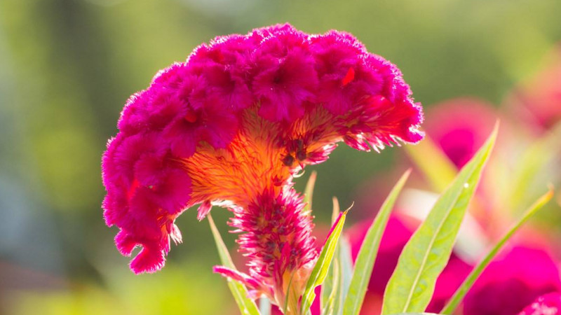 雞冠花的花語