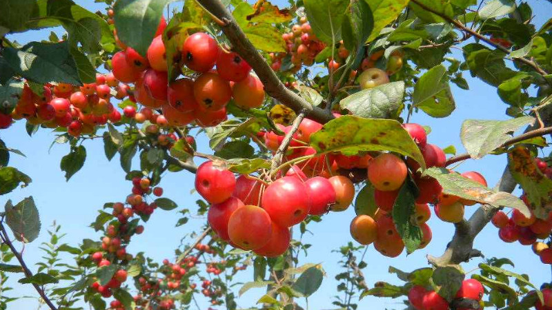 冬紅果和海棠果樹區別