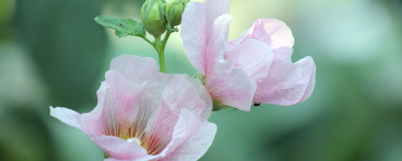 芙蓉花什么時候打頂