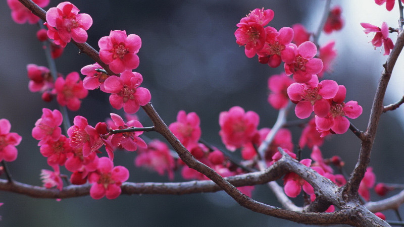 紅梅樹怎樣桿插