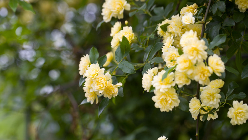 木香花花語(yǔ)