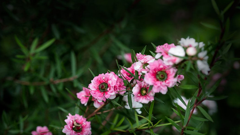 松紅梅是四季開花的嗎