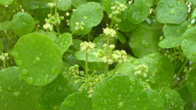 香菇草和金錢草一樣嗎