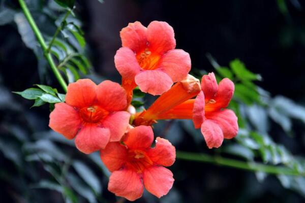 凌霄花移栽后多久發芽