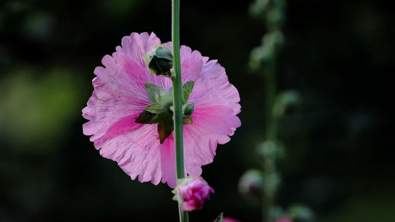 蜀葵怎樣發芽