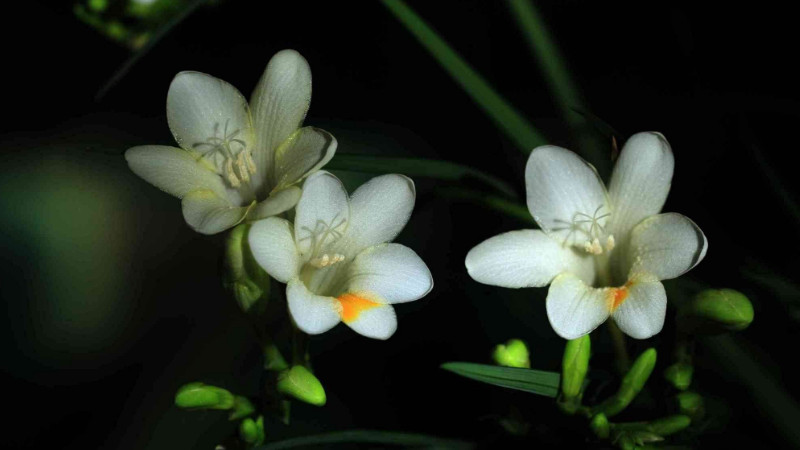 小蒼蘭開花后怎么處理