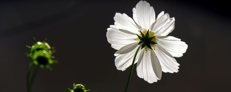 白色格桑花的花語