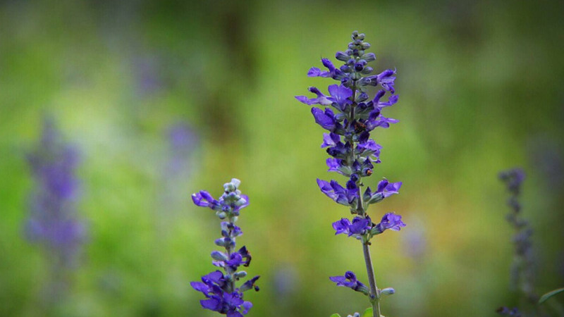 藍花鼠尾草花語