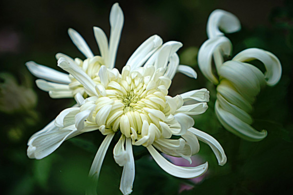 菊花怎么換盆