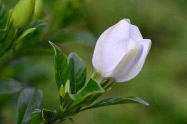 夏天怎樣養小葉梔子花