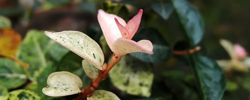 花葉絡石為什么掉葉子