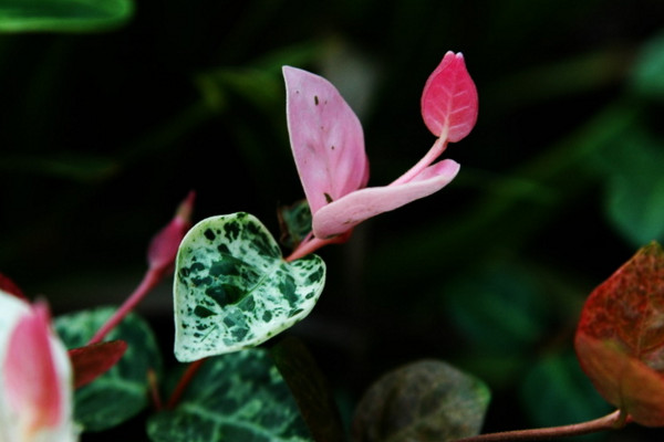 花葉絡石為什么掉葉子