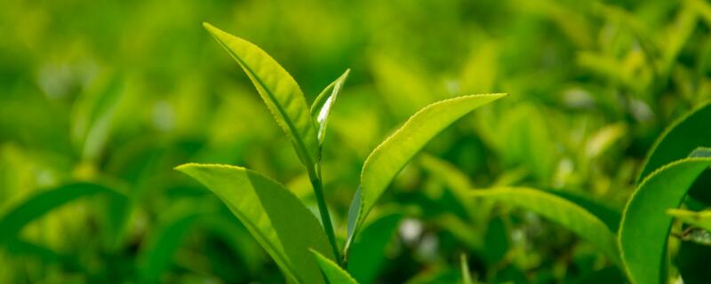 茶葉與茶花樹的區別