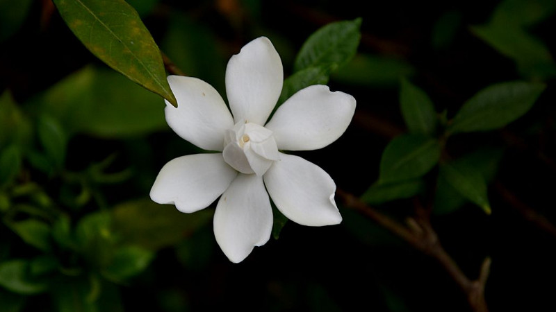 梔子花不發芽怎么辦