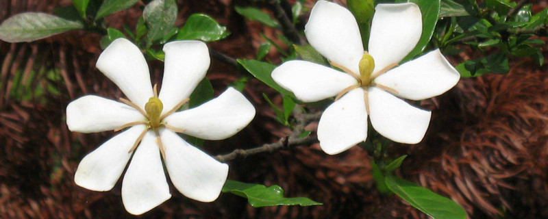 小葉梔子花移植枯萎怎么辦