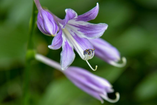 玉簪花怎么澆水