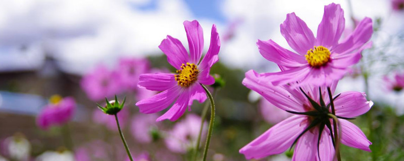 格桑花倒伏后怎么辦