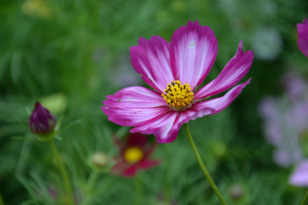 格桑花倒伏后怎么辦