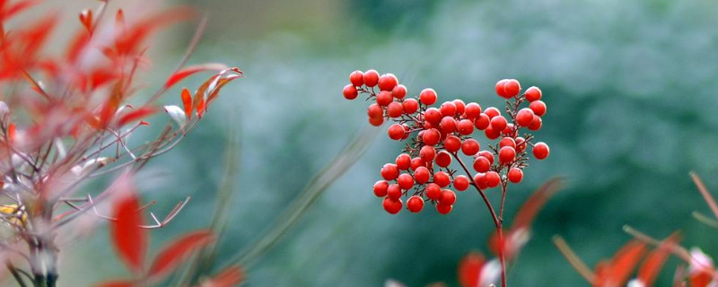 觀賞紅豆怎么養